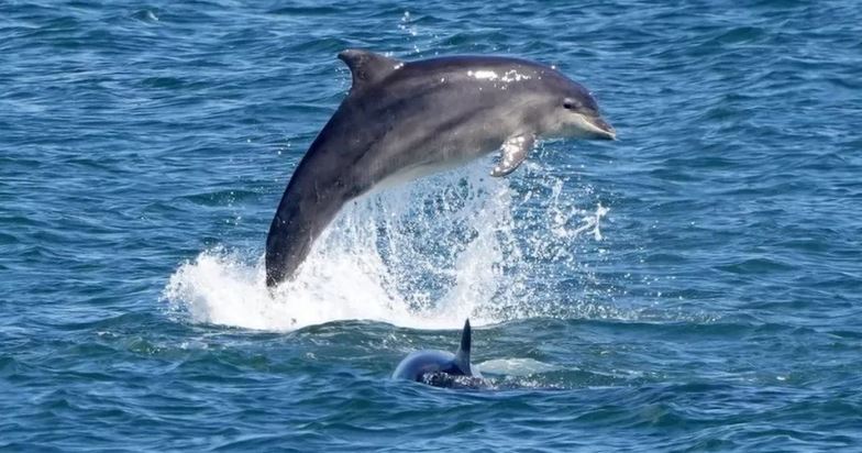 Katër persona plagosen nga sulmet e delfinëve në plazhin e Japonisë