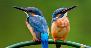 Studimi: Edhe zogjtë ‘divorcohen’ për shkak të tradhtisë ose ‘marrëdhënieve në distancë’