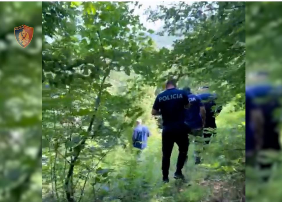 Asgjesohen mbi 1 mijë bimë narkotike në Lezhë, policia në kërkim të autorëve