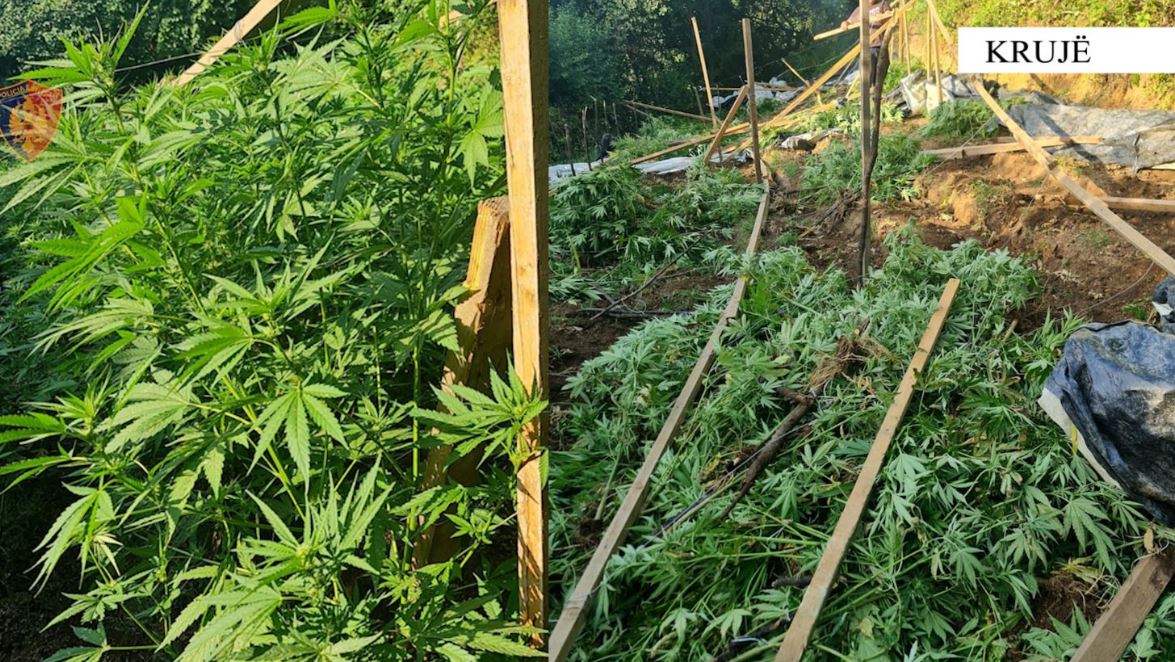 Gjenden 742 bimë kanabis të kultivuara në Malësinë e Krujës, arrestohet 32-vjeçari, në kërkim i vëllai