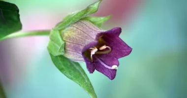 Lulet vdekjeprurëse që ne i shohim çdo ditë