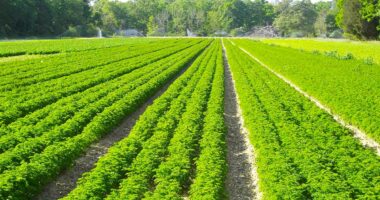 BE pezullon fondet për bujqësinë: Hetim për projektet 2014 – 2020