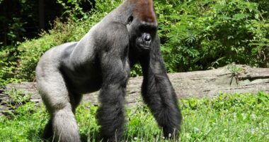 Ndalohen celularët në kopshtin zoologjik në Toronto, gorillat krijojnë varësi nga teknologjia