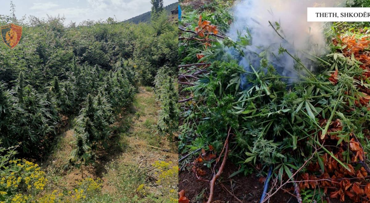 Gjenden 3491 bimë kanabisi të kultivuara në fshatrat e Shkodrës, ende nuk dihen autorët