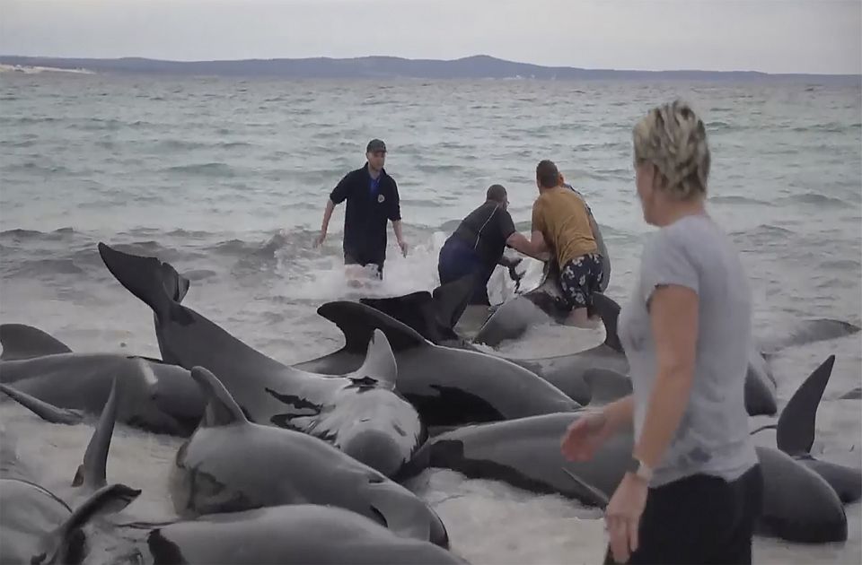 VIDEO/ Rreth 100 balena bllokohen në brigjet e Australisë, gjysma e tyre ngordhën pas daljes në breg