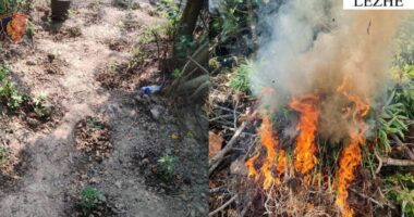 Asgjësohen 338 bimë narkotike në Gjadër, pranga kultivuesit