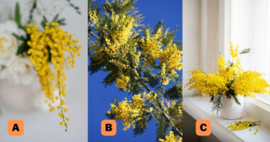 A jeni një person i ndjeshëm? Zgjidhni një foto dhe zbuloni të vërtetën