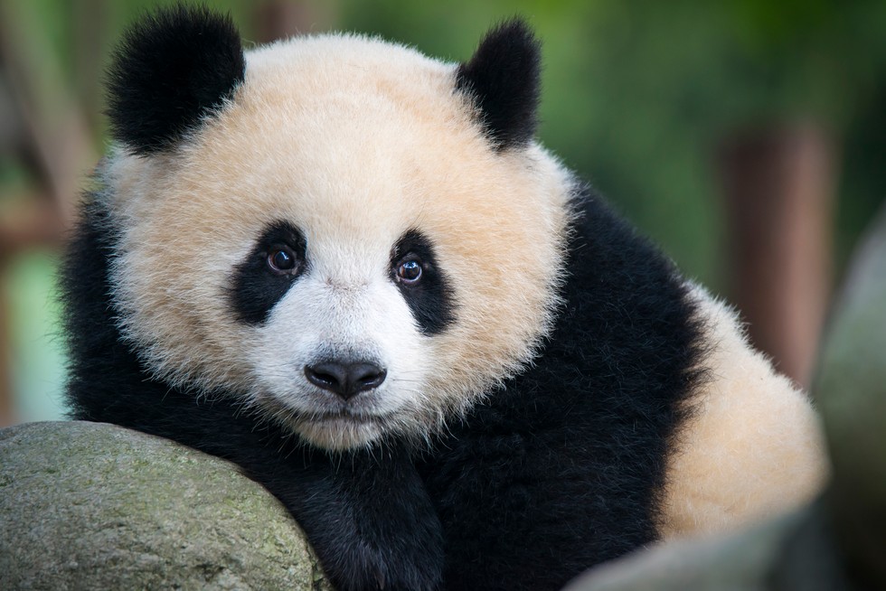 Lindin për herë të parë panda binjake në një kopsht zoologjik në Korenë e Jugut
