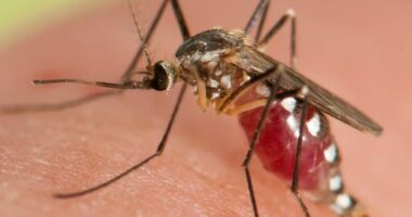 Raportohen dy raste të tjera me malaria në SHBA, shkon në 9 numri i të prekurve