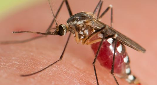 Raportohen dy raste të tjera me malaria në SHBA, shkon në 9 numri i të prekurve