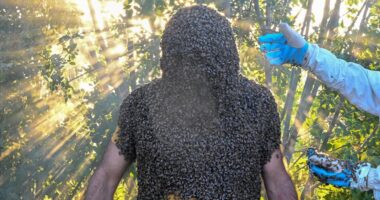 “Njeriu bletë” synon të hyjë në librin Guiness