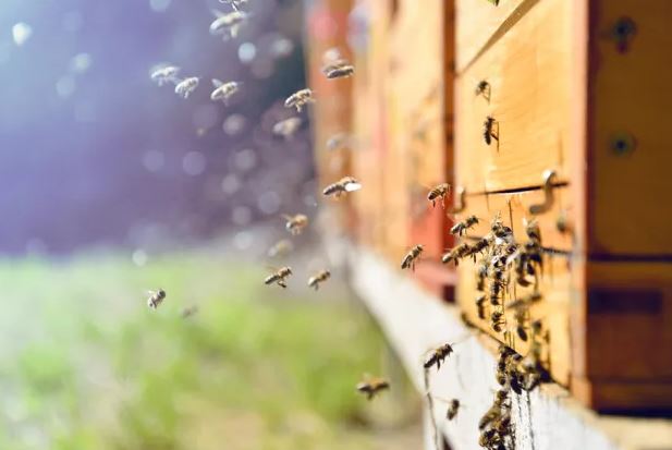 Pesë milionë bletë “arratisen” nga një kamion në Kanada, kaos në rrugë   