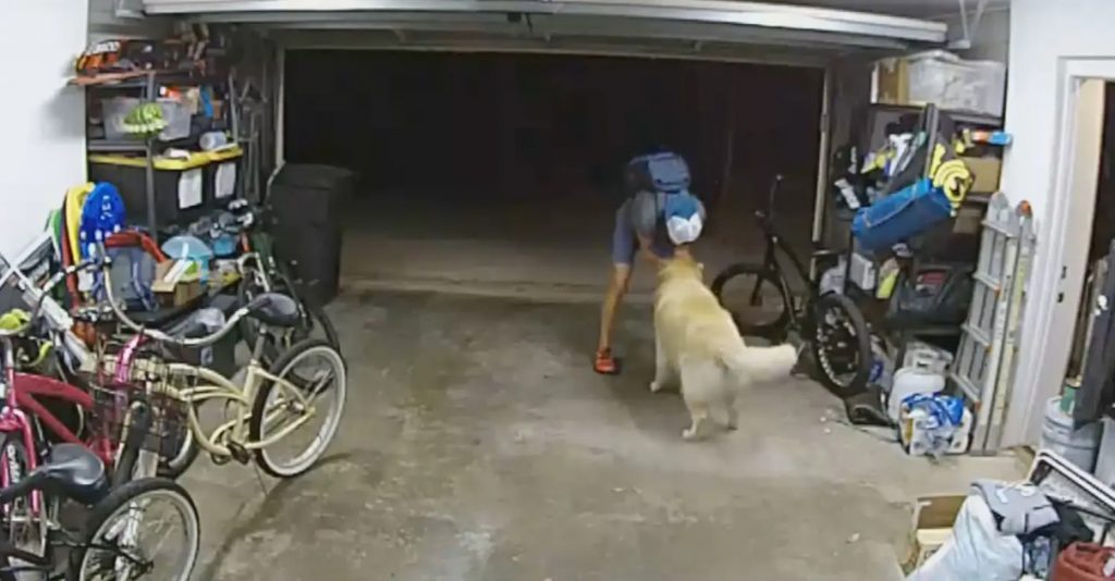 Shkon për të vjedhur biçikletën, hajduti shijon një moment argëtues me qenin e shtëpisë