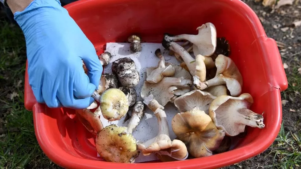 Misteri i drekës me kërpudha, 5 të helmuar në Australi, humbin jetën tre persona