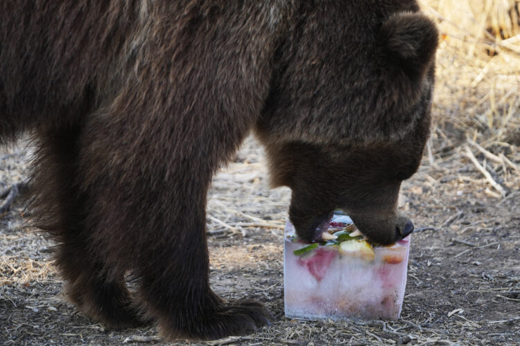 FOTO/ Në kopshtin zoologjik grek, kafshët ushqehen me ushqim të ngrirë për shkak të vapës