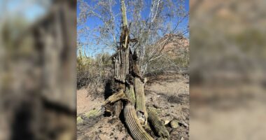 Vapa “përvëluese”, shkatërron kaktusët gjigantë të shkretëtirës Sonoran
