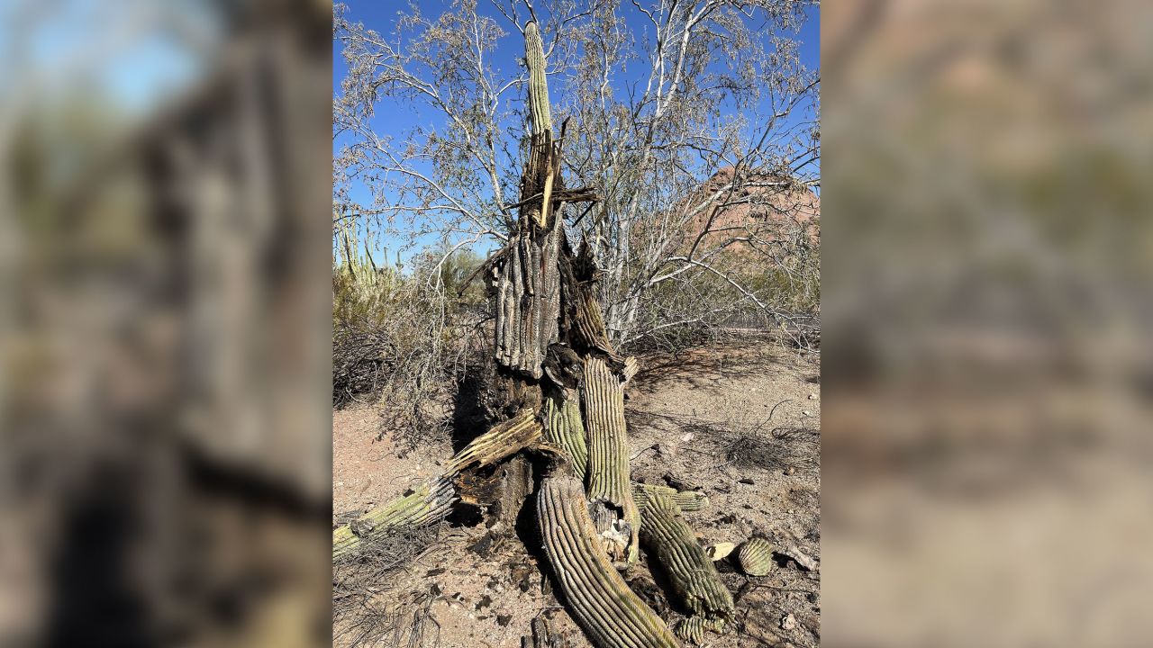 Vapa “përvëluese”, shkatërron kaktusët gjigantë të shkretëtirës Sonoran
