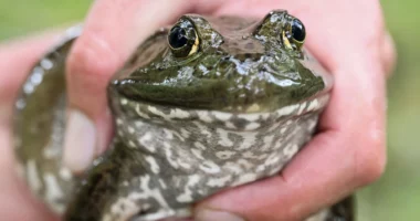 Gruaja gjen një bretkosë të gjallë te qeska me spinaq: Falënderoj Zotin që nuk e hëngra