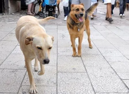 Tentoi të vrasë me çifte qenin endacak qëllon aksidentalisht një person në Shkodër