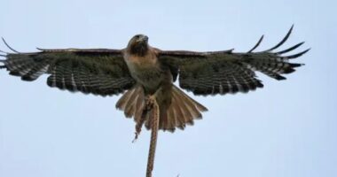 E pazakontë, skifteri i hodhi sipër një gjarpër, gruaja sulmohet njëkohësisht nga shpendi dhe zvarraniku