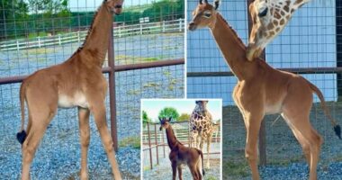 Rasti i parë në botë, lind gjirafa unike pa njolla
