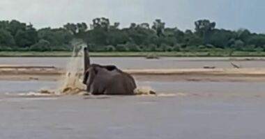 VIDEO/ Elefanti lufton me krokodilin e uritur në lumë