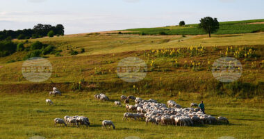 Bullgaria hap “Akademinë e Barinjve” për mbarështimin e kafshëve