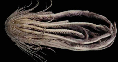 Në Antarktidë zbulohet një krijesë që duket si ‘alien’