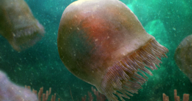 Zbulohet një kandil deti 500 milionë vjeçar