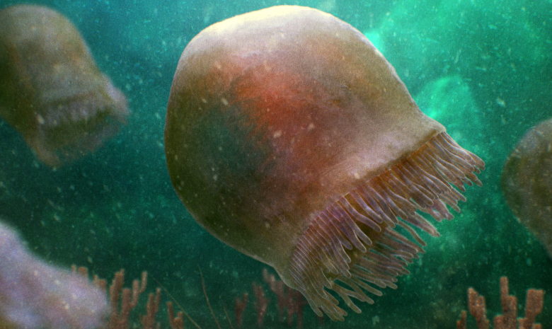 Zbulohet një kandil deti 500 milionë vjeçar