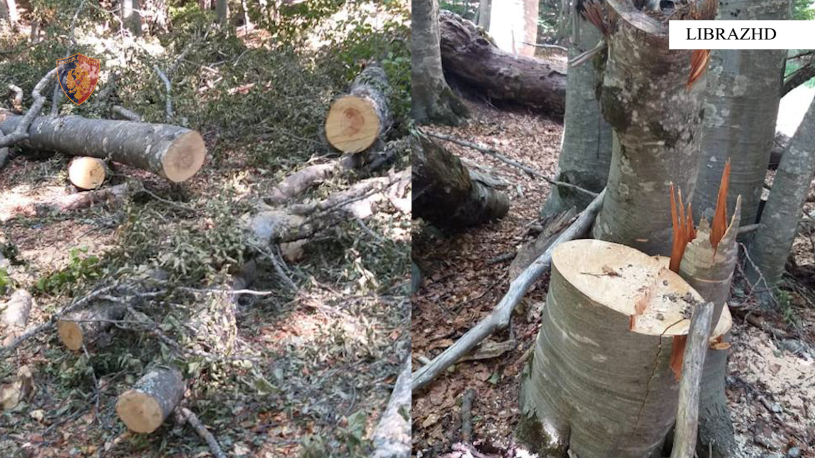 Librazhd/ U kapën duke prerë pemë në parkun kombëtar “Shebenic”, vihen në pranga dy shtetas