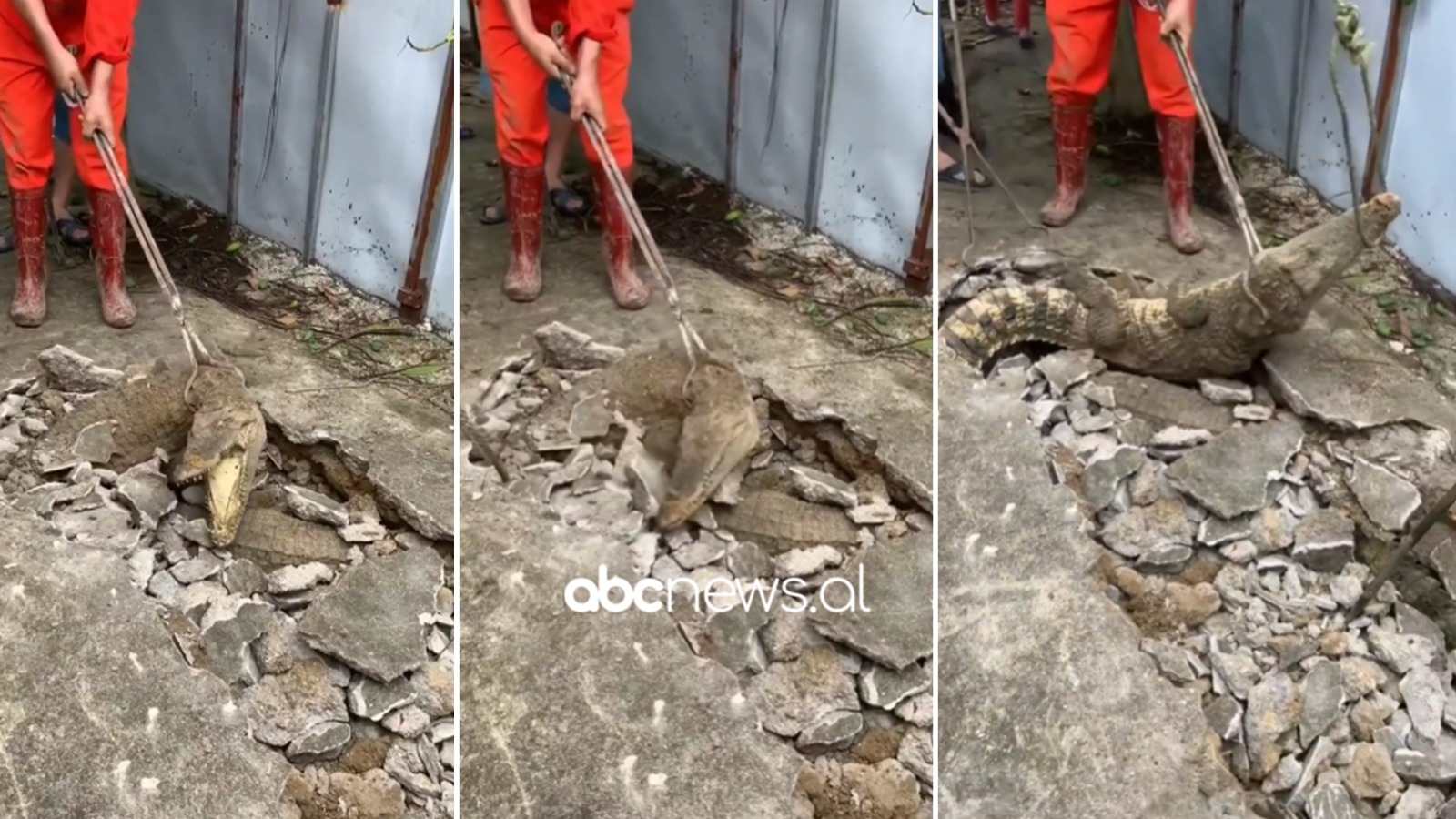 VIDEO/ Krokodilët “dalin” nga toka, tmerrohen banorët e një lagje në Indi