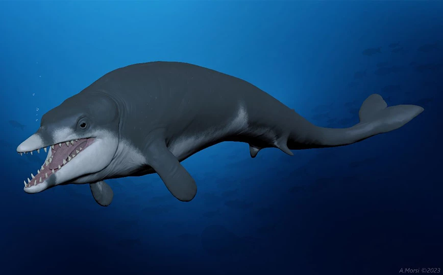 Zbulohen eshtrat e fosilizuara të një balene 41 milionë vjeçare në Egjipt