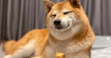 ‘Simbol i meme-ve’, ngordh qeni më i famshëm në botë