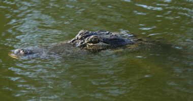 90 minuta “luftë” me krokodilin, 38 vjeçarja arrin të shpëtojë nga dhëmbët e grabitqarit