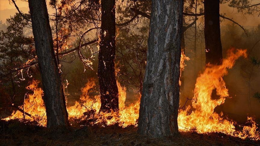 Francë, shuhet pas 7 ditësh zjarri që dogji qindra hektarë pyje