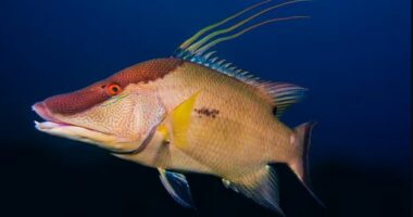 Jo vetëm me sy, zbulohet peshku i rrallë që mund të ‘shohë’ edhe me lëkurë