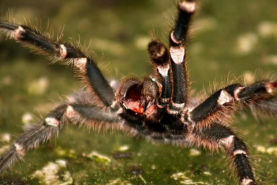 Panik në Austri/ Marketi mbyllet për shkak të një merimange, pickimi i saj shkakton ereksion të përhershëm