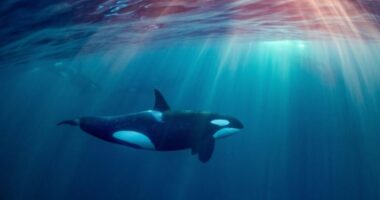 “Është lojë, jo hakmarrje”, balenat e vogla vrasëse mësojnë si të sulmojnë varkat