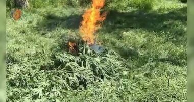 Parcelë me kanabis në repartin ushtarak në Zall Herr, 3 të arrestuar, në hetim komandanti dhe zv/komandanti i togës