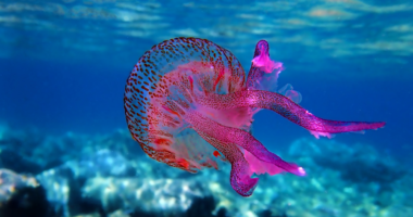 Si rrezikohen ekosistemet detare nga valët e të nxehtit