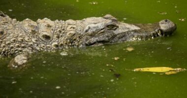Krokodili vret futbollistin, e tërheq zvarrë përgjatë lumit, vendasit e mbrojtën pa sukses