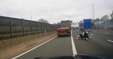 VIDEO/ Momenti shokues shkakton neveri në rrjet, lopa bie nga kamioni në autostradë