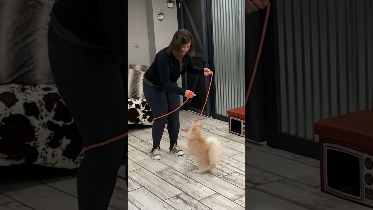 VIDEO/ Macja tregon aftësitë e saj në kërcimin me litar, thyen rekordin botëror Guinness