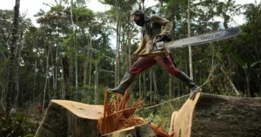 Si droga po shkatërron Amazonën?