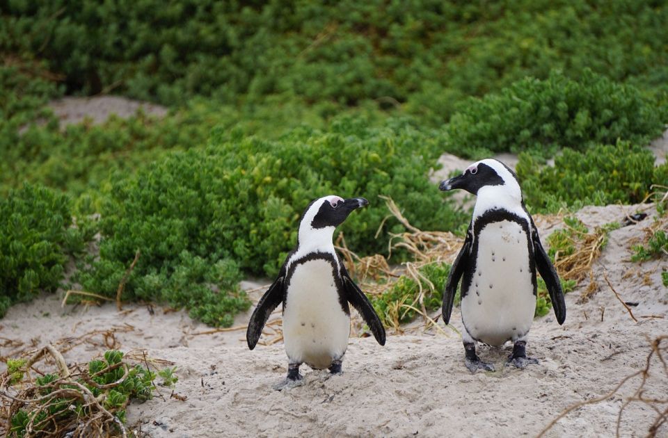 Pinguinët afrikanë mund të zhduken deri në vitin 2035