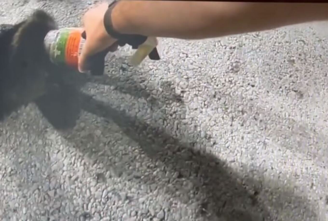 VIDEO/ I kishte ngecur koka në shishe, policia shpëton një rakun