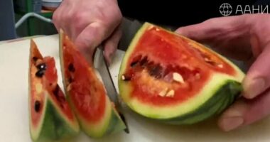 FOTO/ Shkencëtarët rusë arritën të rrisnin shalqinj në Antarktidë