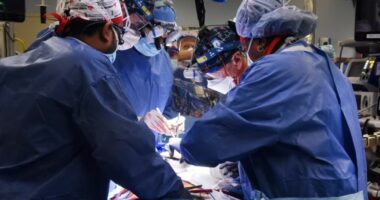 Veshka e një derri, funksionale në trupin e njeriut më shumë se një muaj