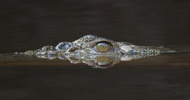 Australi, krokodili sulmon ushtarët teksa ishin duke peshkuar